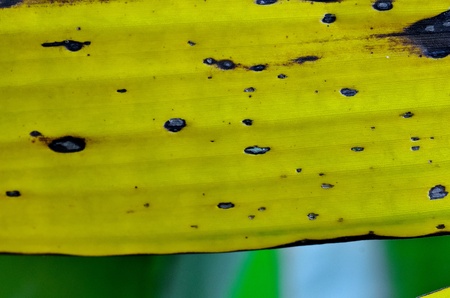 banana leafの写真素材