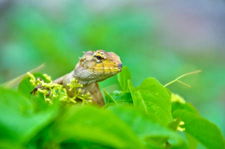 Lizards crawling on the treeの写真素材