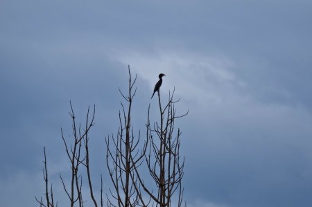 bird on the Treetopの写真素材