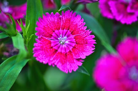 Caryophyllaceae,Pink Flowerの写真素材