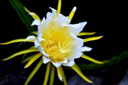 Dragon Fruit,White flowerの写真素材