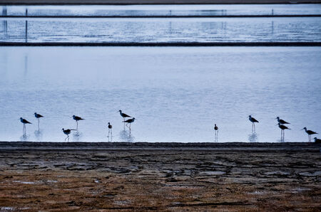 Black-winged Stilt, Shore birdsの写真素材
