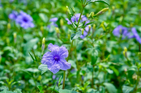 Ruellia squarrosaの写真素材