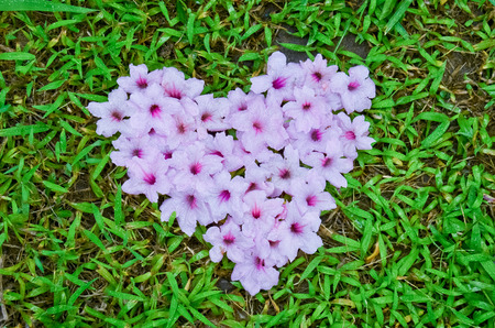 ruellia squarrosa Flowers heart shape on grassの写真素材