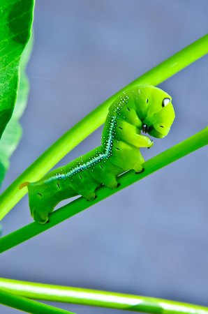 Caterpillars was eating the fresh leaves  の写真素材