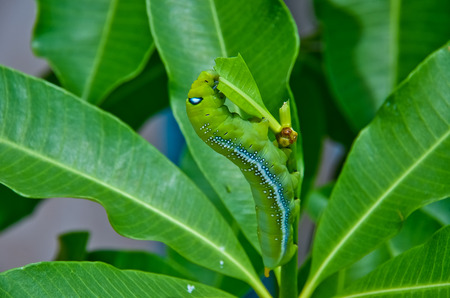 Caterpillars was eating the fresh leaves  の写真素材