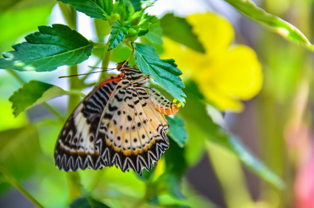 Butterfly Breeding, Butterfly egg on green leafの写真素材