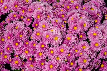 Bright colors of chrysanthemumの写真素材