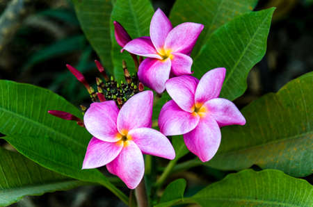Pink Plumeria are beauty in the natureの写真素材