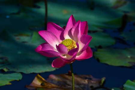 Pink Lotus in the swampの写真素材