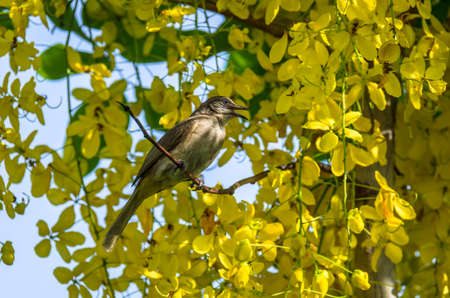 Bulbul perched on a branch.の写真素材
