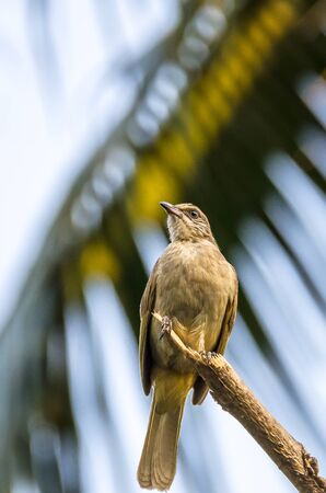 Bulbul perched on a branch.の写真素材