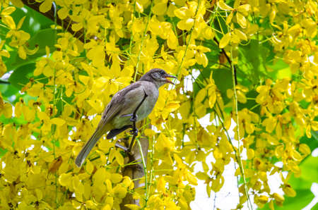 Bulbul perched on a branch.の写真素材