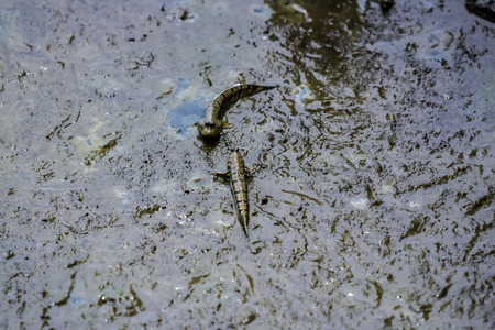 Mudskipper is a fish that lives in mangrove forestの写真素材