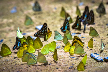 Butterflies flock in natureの写真素材