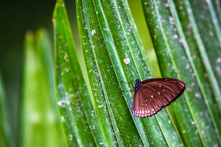 Butterfly in natureの写真素材