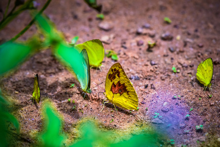 Butterflies flock in natureの写真素材