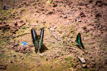 Butterflies flock in natureの写真素材