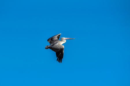 Spot-billed Pelican were flyingの写真素材