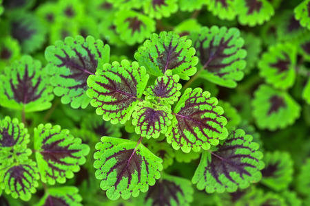 Close up painted nettle leaf backgroundの写真素材