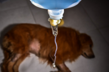 The saline subcutaneously to dogs. The dog kidney diseaseの写真素材