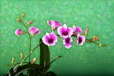Orchid bouquet with a beautiful bokeh.blank space to put the textの写真素材