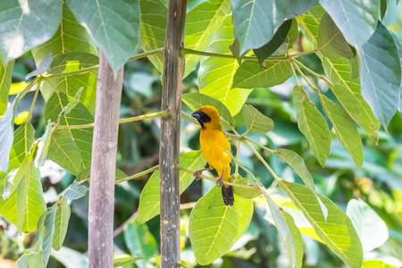 Asian Golden Weaver are nesting on natural branches.の写真素材