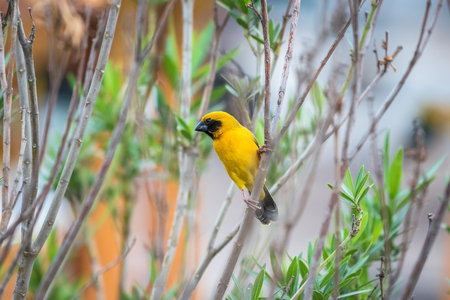 Asian Golden Weaver are nesting on natural branches.の写真素材