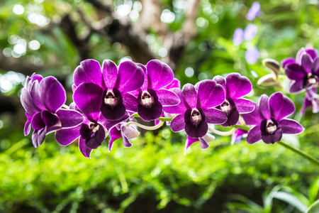 Beautiful orchids were blooming in the natureの写真素材