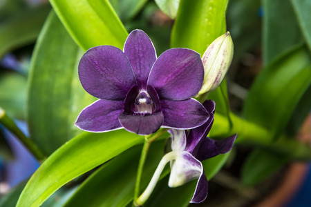 Beautiful orchids were blooming in the natureの写真素材