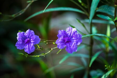 Ruellia tuberosa was blooming in the natureの写真素材