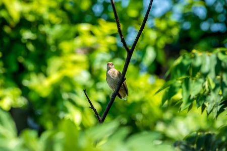 Streak eared Bulbul perch on branches naturally.