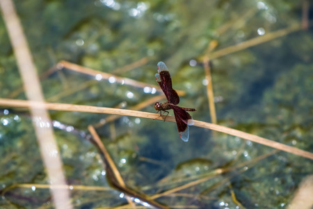A dragonfly resting on a branch. Neurothemis fluctuansの写真素材