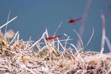 dragonfly resting on a branch. Crocothemis serviliaの写真素材