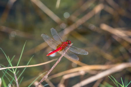 dragonfly resting on a branch. Crocothemis serviliaの写真素材