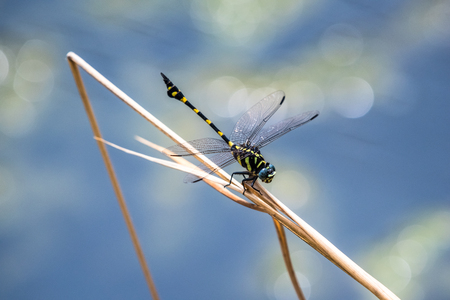 A dragonfly resting on a branch. Ictinogomphus decoratusの写真素材