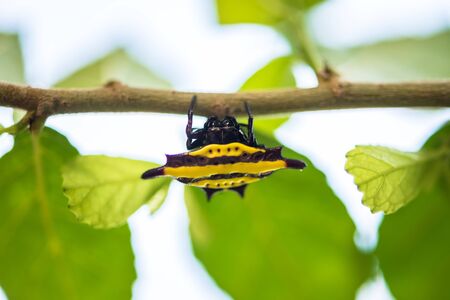 Spider hides under leaves.の写真素材