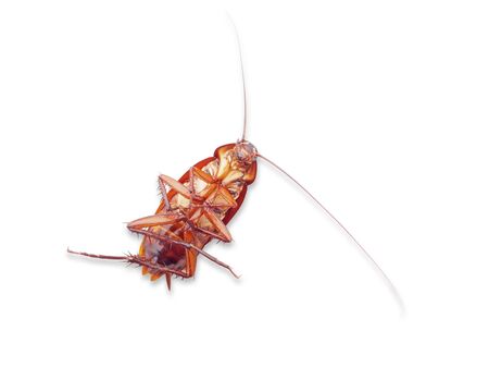 cockroach dead isolate on white background