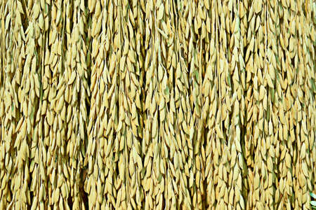 A close-up shot of rice paddy hanging in a row, used as a background image.の写真素材