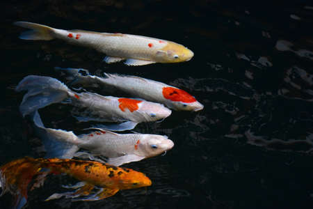 Five koi fish lined up in the pond.の写真素材
