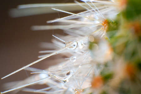 Close up Water droplets on thorns of cactusの写真素材
