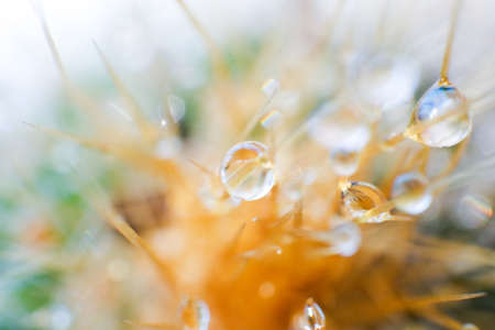 Close up Water droplets on thorns of cactusの写真素材