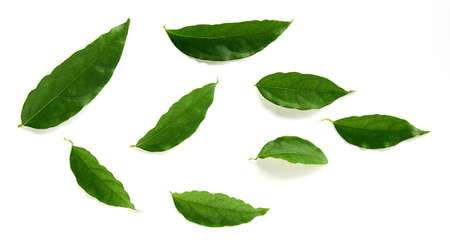 Drops of transparent rain water on a green leaf of lotus  for natural background.
