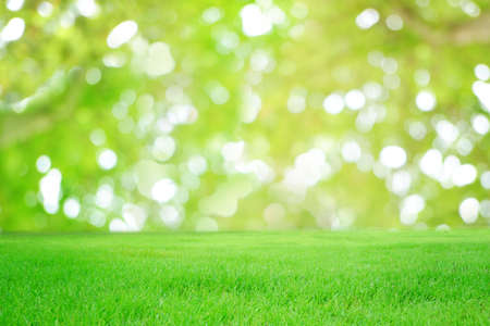 Green grass and nature soft green blurred background.の写真素材
