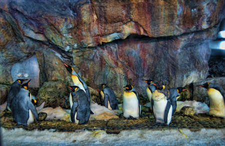 penguinsの写真素材