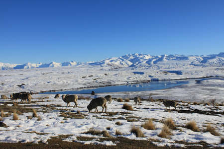 sheep grazingの写真素材