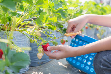 Selective focus of boy hand picking fresh red organic strawberries in the gardenの写真素材