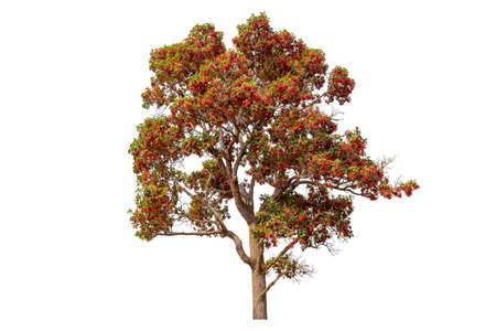 Single colorful tree with clipping path on white background