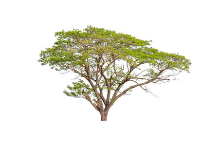 Isolated single green tree with clipping path on white backgroundの写真素材