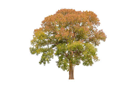 Single colorful tree with clipping path on white backgroundの写真素材